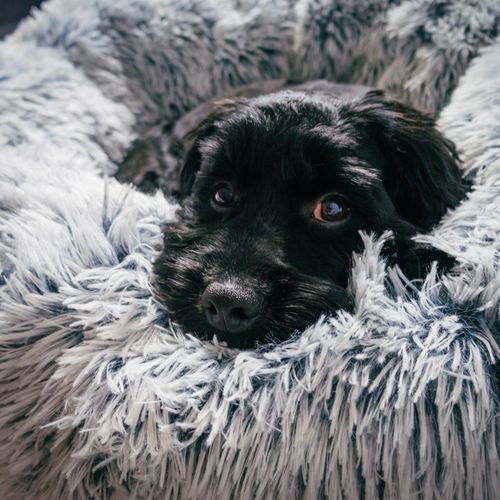 Legowisko posłanie Chmurka dla psa i kota Shaggy 65 na Arena.pl