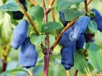 Jagoda kamczacka AURORA Słodka odmiana Sadzonki 3-letnie w doniczkach