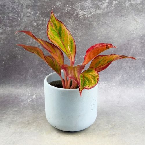 AGLAONEMA Crete FLAMES Red d9cm Niesamowicie wybarwiona PŁOMIENNA na Arena.pl
