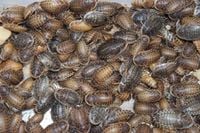 Karaczan,karaczany argentyńskie DUBIA 100szt.(2-3cm)