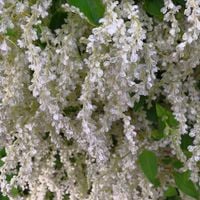 Rdest Auberta Szybko Zarasta (Fallopia aubertii) Rdestówka Doniczka 2.0L