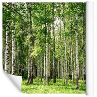 Fototapeta Las Drzewa BRZOZY Zieleń do Salonu 135x90