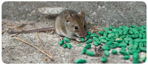 ZATRUTE ZIARNO NA MYSZY I SZCZURY TRUTKA ZBOŻOWA STRONG BROMADIOLON 3 na Arena.pl