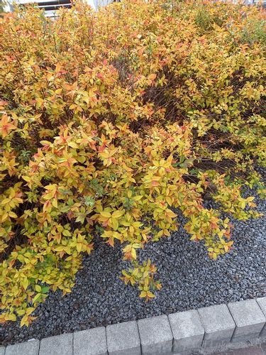 Tawuła japońska Goldflame doskonała do ogrodu na Arena.pl