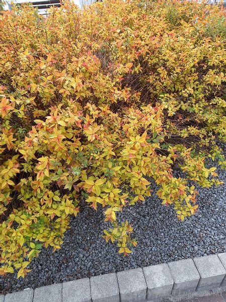 Tawuła japońska Goldflame doskonała do ogrodu zdjęcie 2