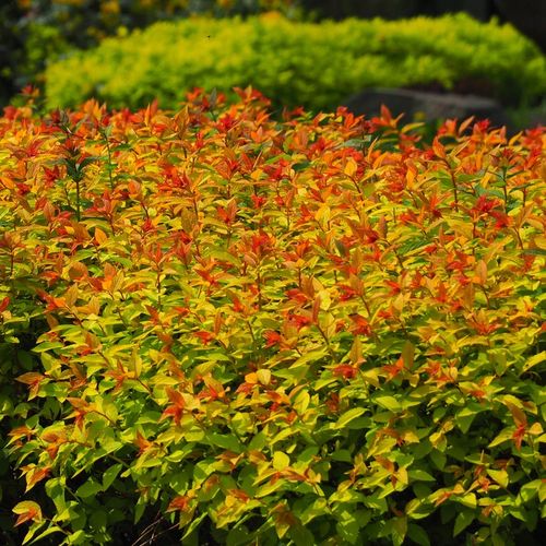Tawuła japońska GOLDFLAME Pomarańczowe liście Łatwa w uprawie Sadzonki 1,5L na Arena.pl