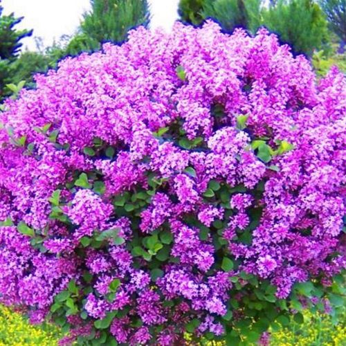 Lilak Meyera PALIBIN (Syringa) w doniczkach C2, wysokość 30-50 cm na Arena.pl