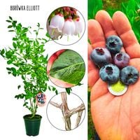 Borówka Elliott późna odmiana borówki KRZEW 60-90 cm