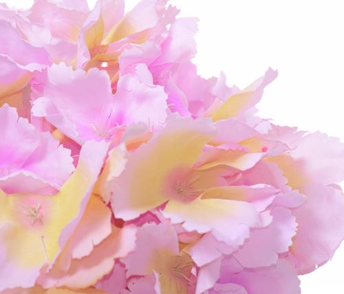 Hortensja wyrobowa na Arena.pl