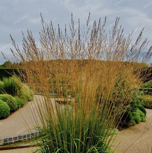 Trzęślica trzcinowata 'Fontane' (Molinia arundinacea) Doniczka 2.5L na Arena.pl