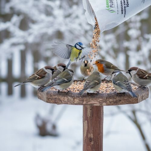 KARMA DLA PTAKÓW DZIKICH ZIMUJĄCYCH POKARM ZIARNO IDEALNY DO KARMNIKA 10KG na Arena.pl