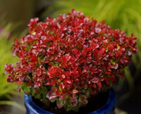 Berberys Thunberga LUTIN ROUGE 10-30cm Rubinowa Ozdoba