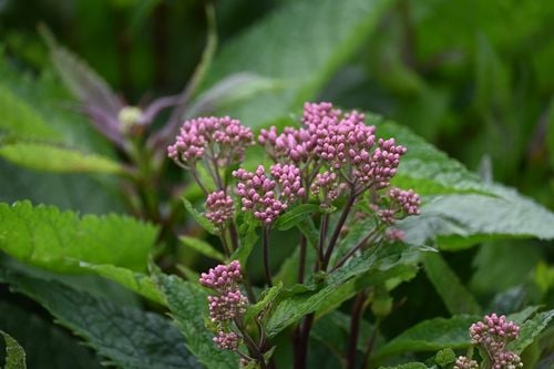Sadziec Baby Joe - Eupatorium maculatum na Arena.pl