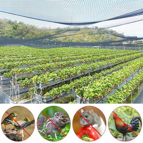 OCHRONNA SIATKA NA PTAKI GOŁĘBIE 10X10M MOCNA PRZECIW PTAKOM SZPAKOM na Arena.pl