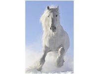 80CM 120 OBRAZ BLACK&WHITE ŚCIENNY