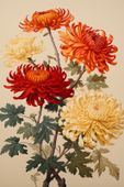 Plakat 61x91,5cm Tańczące Chryzantemy