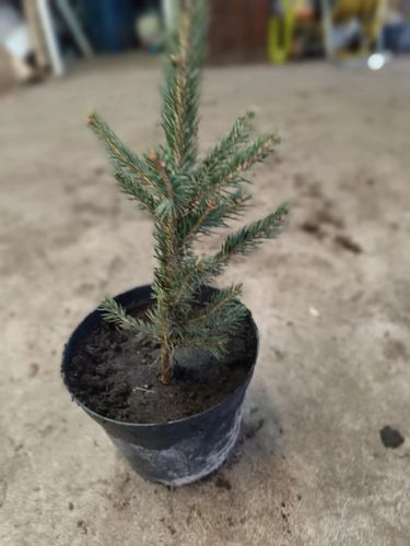 ŚWIERK SREBRNY KAIBAB PAKIET 10 szt - sadzonki 20 / 30 cm na Arena.pl