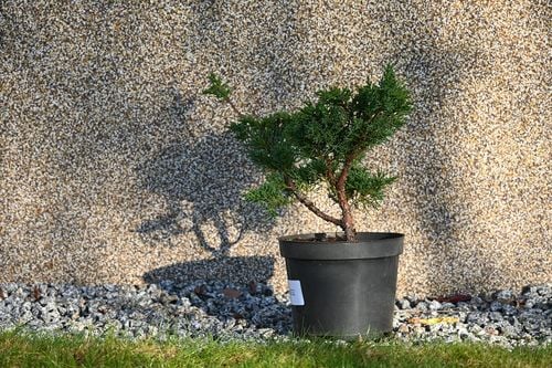 Jałowiec chiński Shimpaku - Juniperus chinensis 0052 na Arena.pl