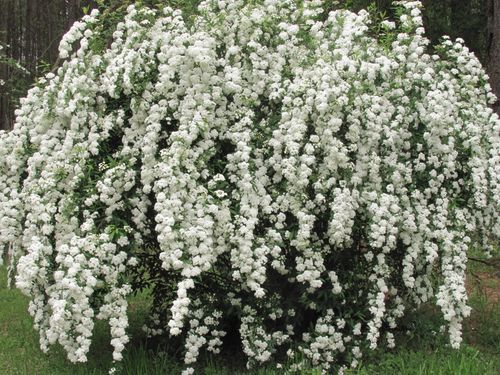 C2 TAWUŁA VAN HOUTTE'A SPIREA 30-40 CM. na Arena.pl