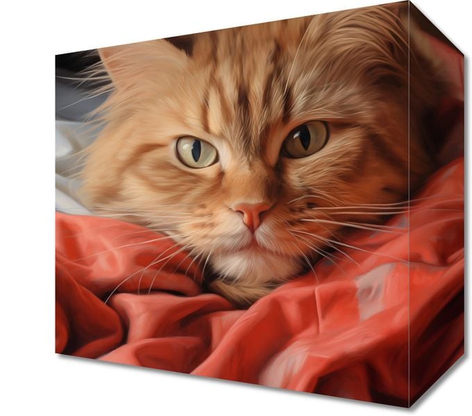 Obraz 20x20cm Mruczący Spokój zdjęcie 1