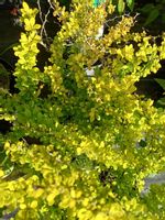 Berberys Sunsation karłowa odmiana na skalniak