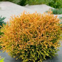 Thuja Żywotnik GOLDEN TUFFET Złota poducha Tuja Duże sadzonki Doniczka 3L