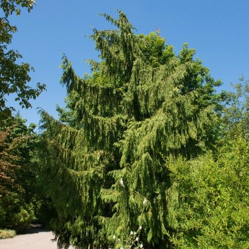 Cyprysik nutkajski 'Pendula' 80-100cm Poj 7.5L (Chamaecyparis nootkatensis) na Arena.pl