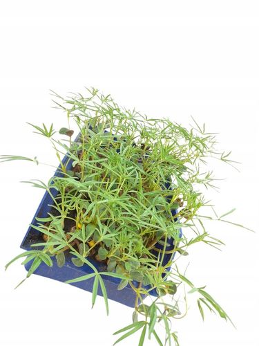 Łubin wąskolistny 25kg GORZKI na Arena.pl