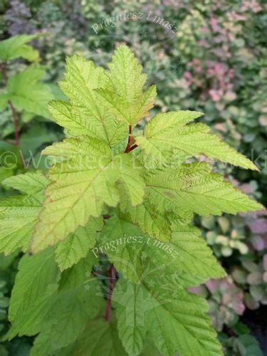 Pęcherznica kalinolistna Luteus żywopłot szpaler na Arena.pl