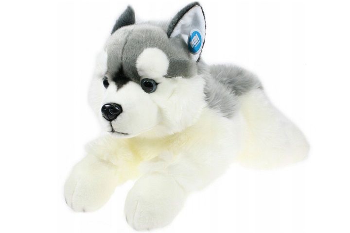 Pies husky lezacy 61cm 81932 zdjęcie 1