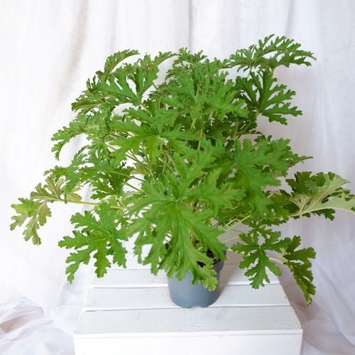 GERANIUM ANGINKA Pelargonium graveolens gęsta XL don.Ø13cm na Arena.pl