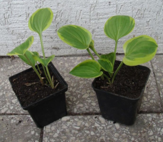 FUNKIA Golden tiara Hosta - sadzonki w doniczkach! zdjęcie 2