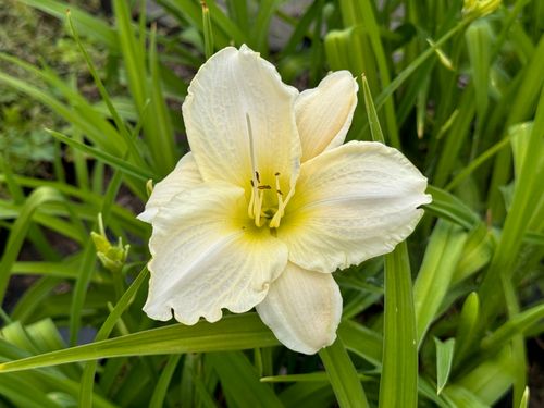 Liliowiec 'White Temptation' Biały Duże Kwiaty (Hemerocallis) Doniczka 2.0L na Arena.pl