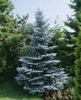 Świerk srebrny ORGINALNY SADZONKA 30 cm