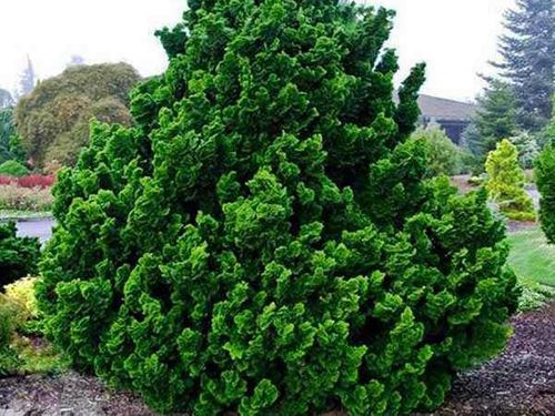 Cyprysik Nana Gracilis P9 na Arena.pl