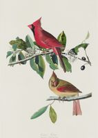 Plakat 21x29,7cm Kardynał Szkarłatny, J.J.Audubon Vintage do Salonu