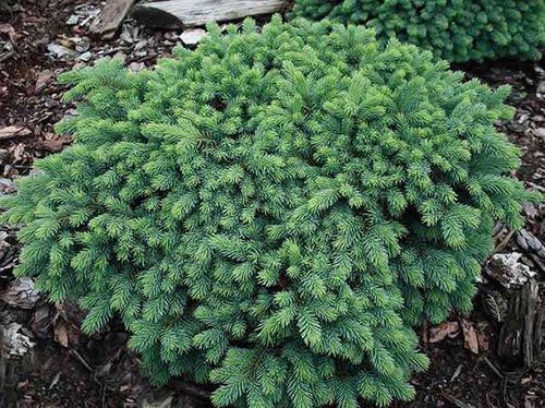 Świerk Waldbrunn C2 na Arena.pl