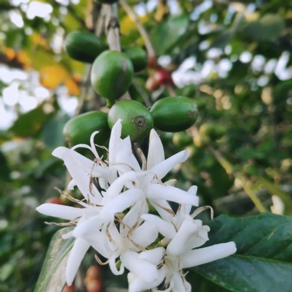 KAWA ZIARNISTA 2kg BRAZYLIA blend ŚwieżoPalona do KAW MLECZNYCH do EKSPRESU zdjęcie 2