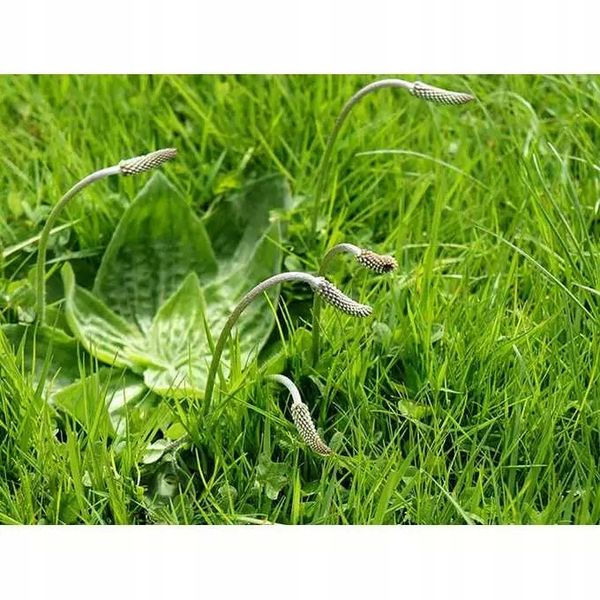 Roundup 360 SL Plus 5l glifosat, herbicyd, perz zdjęcie 7