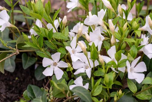 Barwinek pospolity Alba - Vinca minor na Arena.pl