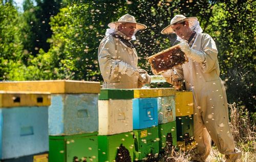 MIÓD NEKTAROWO SPADZIOWY WARMII 1,2 KG LEŚNY na Arena.pl