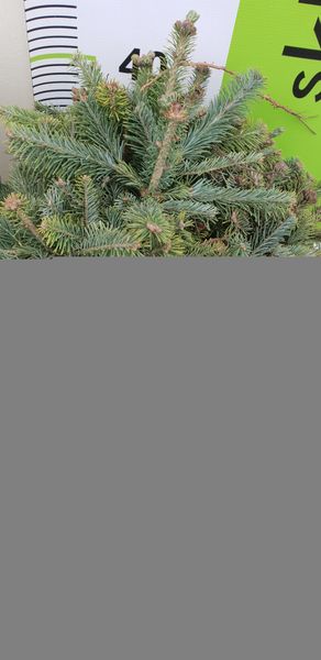 Jodła górska Abies Lasiocarpa SADZONKI 3lata GK 20-30cm zdjęcie 6