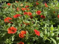 Million Bells Orange Calibrachoa kolor pomarańczowy