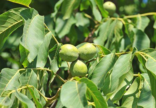 P11 ORZECH WŁOSKI na Arena.pl