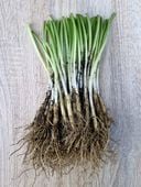 CZOSNEK NIEDŹWIEDZI DORODNE SADZONKI CEBULKI 110 sztuk