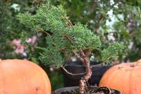 Jałowiec chiński  Shimpaku - Juniperus chinensis 0048