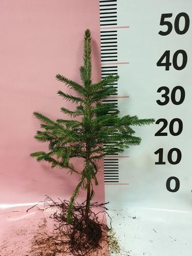 Świerk srebrny sadzonki 3 latek cm SZKÓŁKOWANY na Arena.pl