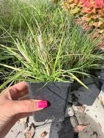 Trawa ROZPLENICA JAPOŃSKA LITTLE BUNNY (Pennisetum alopecuroides)