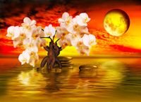 FOTOTAPETA KWIATY WODA KSIĘŻYC STORCZYK ZACHÓD