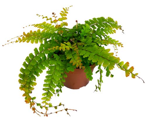 PAPROĆ ADIANTUM CAUDATUM 20cm na Arena.pl